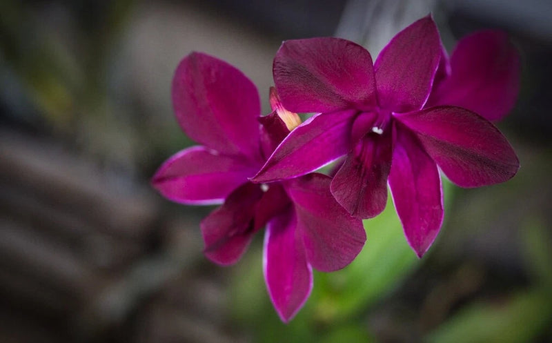 Purple orchid flower in a small pot, close-up view