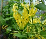 Gloriosa Lutea Glory Vine 10 Seeds, Climbing Flame Yellow Lily Garden Beauty Garden Plants