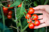 3 Cherry Tomato Plants in a 4" Pot, Sweet, Juicy, and Perfect for Your Garden Garden Plants
