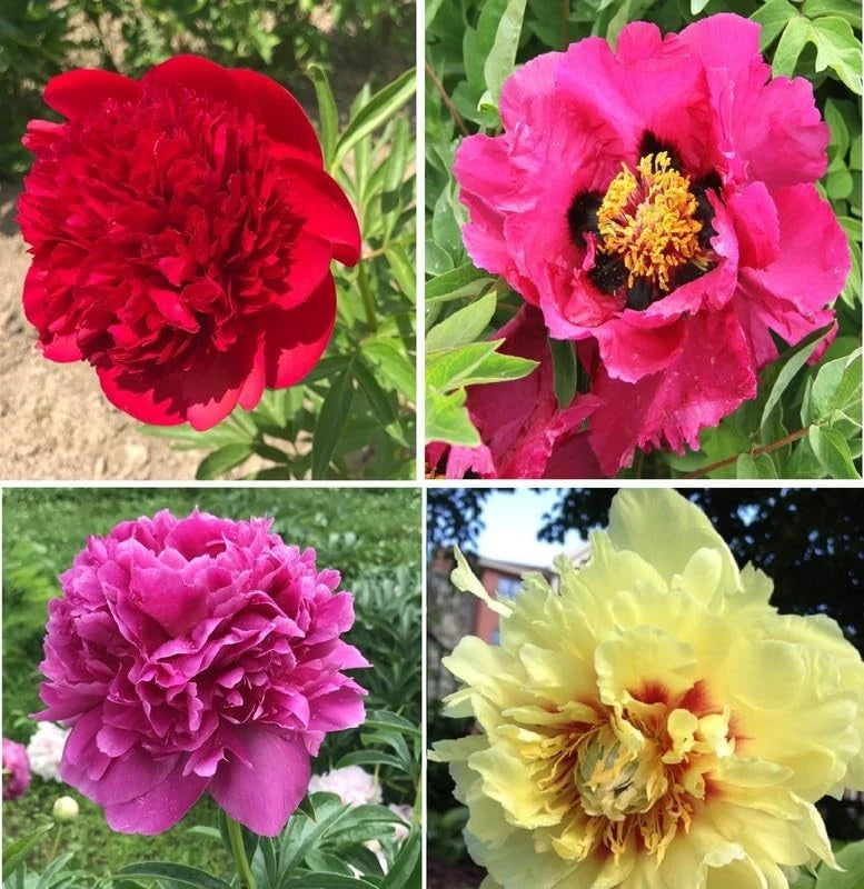 Flower bulbs peonies imported peony flower pack of 1 multi mix Peony