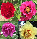 Flower bulbs peonies imported peony flower pack of 1 multi mix Peony