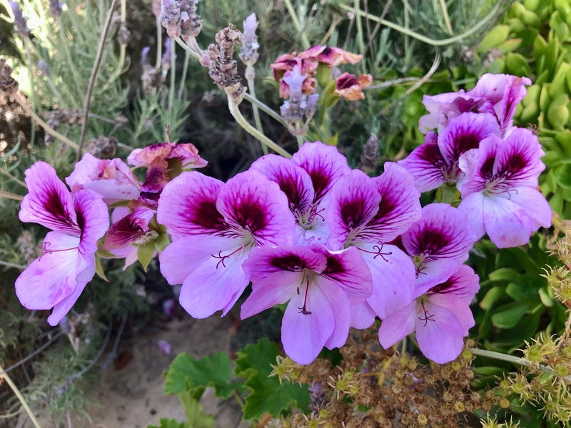 Lavender purple geranium live plant cutting with clustered flowers and green leaves