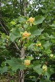 Tulip Poplar Tree /Liriodendron tulipifera/  2 Bare-roots Green Plant