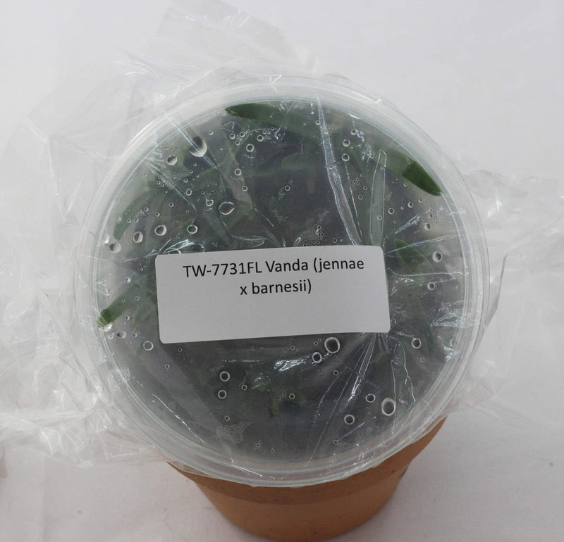 Vanda orchid plant in clear flask with dark green leaves and label