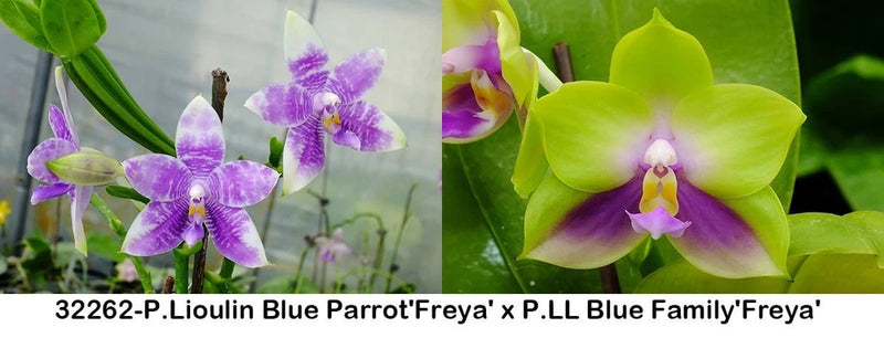 Purple orchid plant with speckled yellow-and-white centers and green leaves