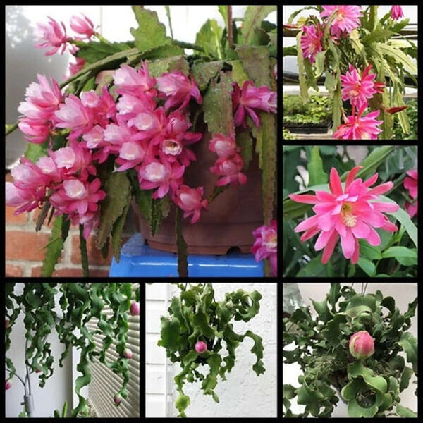 Live Epiphyllum orchid cactus succulent with curled green stems and pink hanging blossoms