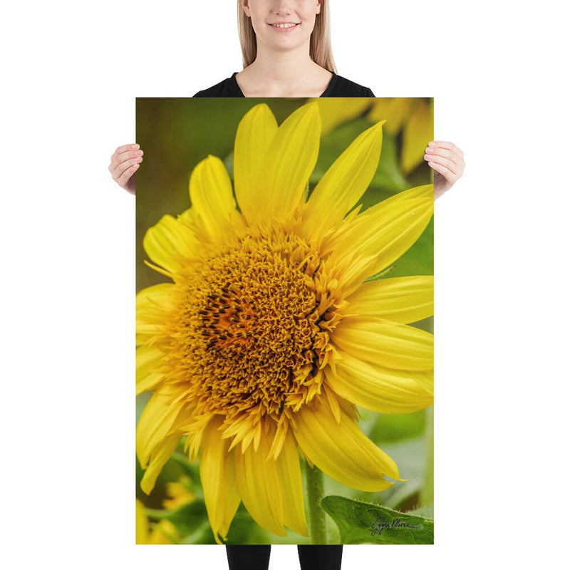 Sunflower wall art poster with a large yellow flower and detailed center