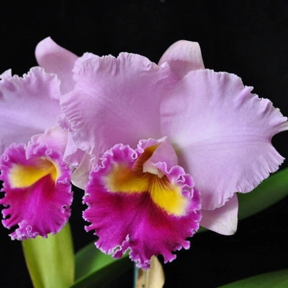 Pink orchid flowers with ruffled petals and yellow-orange centers
