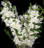 (230-10) Den Spring Dream Apollon         AM/AOS      BS Orchids