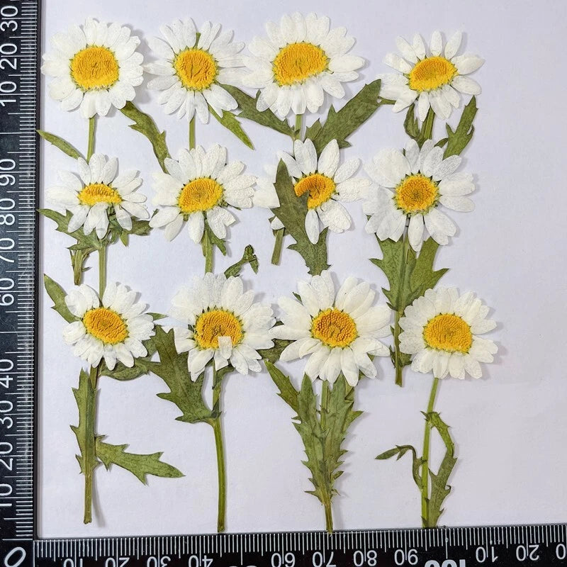 12PCS Real Pressed Dry Daisy with leaves stem for art Craft FHT12 Dried Flower