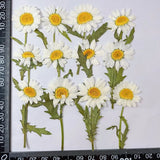 12PCS Real Pressed Dry Daisy with leaves stem for art Craft FHT12 Dried Flower