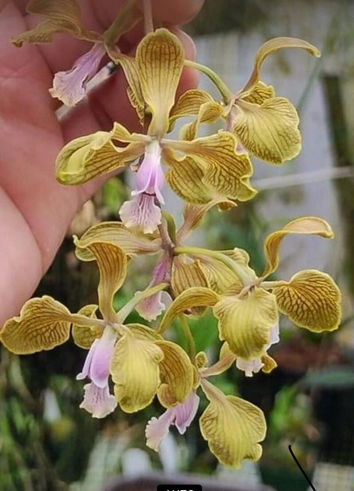 Encyclia fowliei orchid with pale yellow, striped blossoms and dangling purple buds