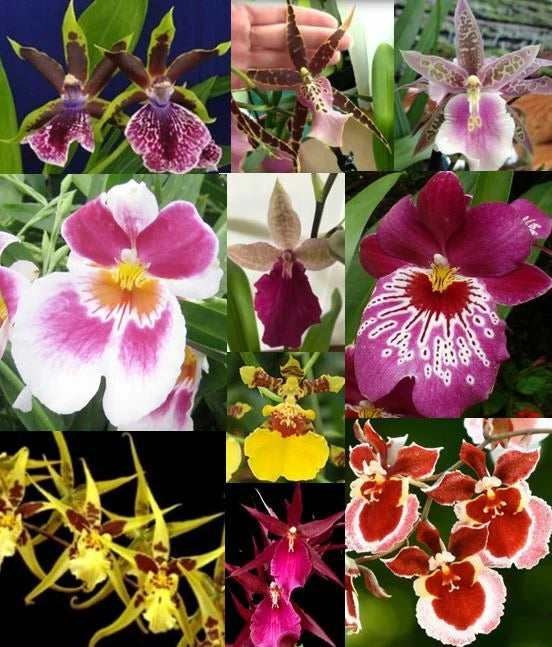 3 LIVE Premium Oncidiums ORCHIDS  + 3 Easy Watering Pots Orchids