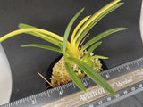(BIN)Neofinetia falcata(japaneseorchids)stripe/HIGUMA-NO-HIKARI ___ Orchids