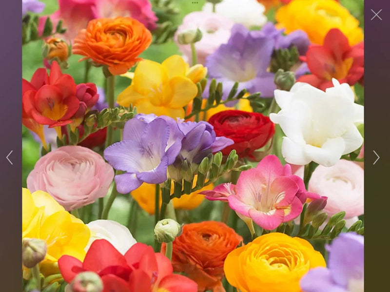 Freesia and Ranunculus seed collection. 150 seeds (separate packets  (110/40) Ranunculus