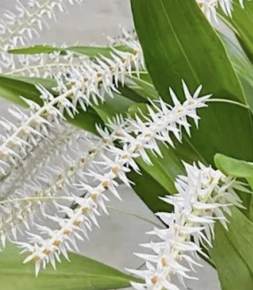 White orchid flower spike with small star-like blooms and green leaves