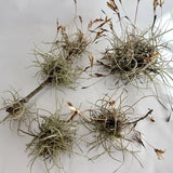 9 Bundle Air Plant Tillandsia Recurvata 6 Clusters -Reserved 4 RainbowballoonCat Flowering Plants