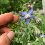 Borage Seeds (Borago officinalis) ~Traditional Herb Pollinator Attractor Garden Garden Plants