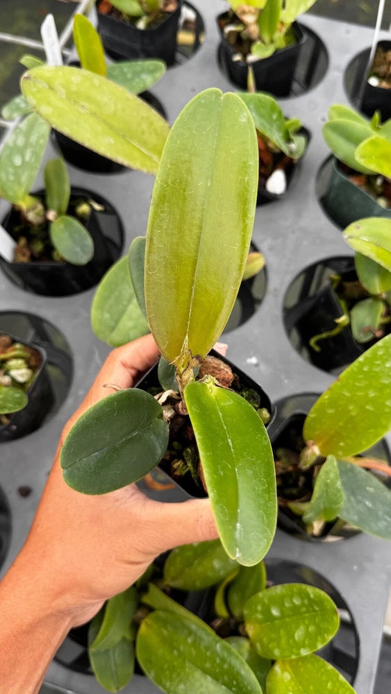 Green orchid plant with thick leaves in a black nursery pot