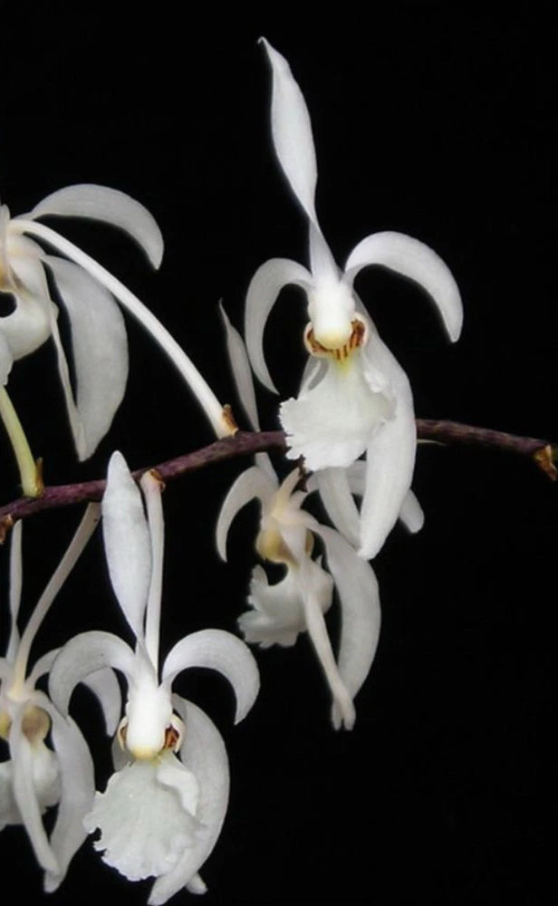 White orchid flowers with curled petals and yellow centers on a branch