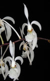 Holcoglossum subilifolium Orchids