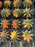 5pcs 5cm Gymnocalycium mihanovichii var Variegated Succulent cactus Garden Plant Garden Plants