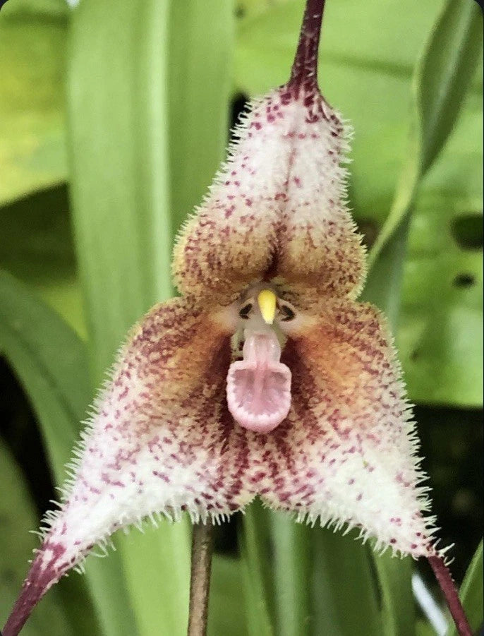 Purple-speckled orchid flower with pale lip and central bloom