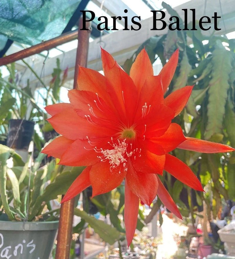 Orange epiphyllum orchid cactus flower with star-shaped petals and visible stamens