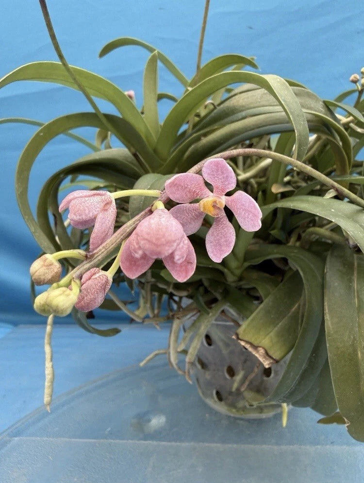 Raspberry pink orchid plant with strap leaves and multiple blooms in a pot