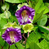 5 CUP & SAUCER VINE Cathedral Bells Cobaea Scandens Climber Purple Hummingbird F Flowering Plants