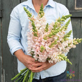 1000+ Costa Silver II Snapdragon Seeds for Garden - USA - FREE SHIPPING! Garden Plants