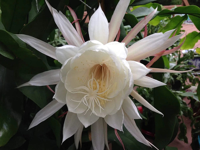 White orchid cactus bloom with long pointed petals and visible stamens