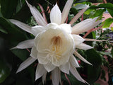 2 Queen of the Night Orchid Cactus Epiphyllum Oxypetalum Cuttings +Free gift Orchids