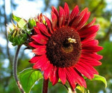 CHOCOLATE CHERRY SUNFLOWER SEEDS 50+ ANNUAL GARDEN bees BIRDS Free Shipping Garden Plants