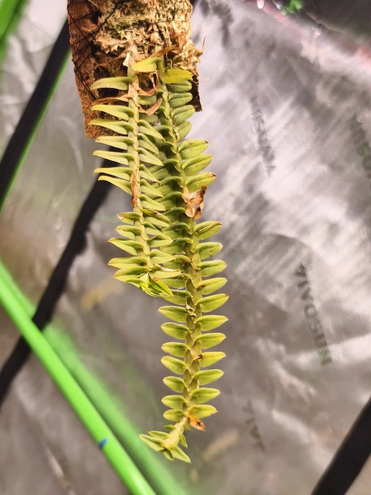 Hanging Dichaea pendula orchid spike with light green buds and flowers