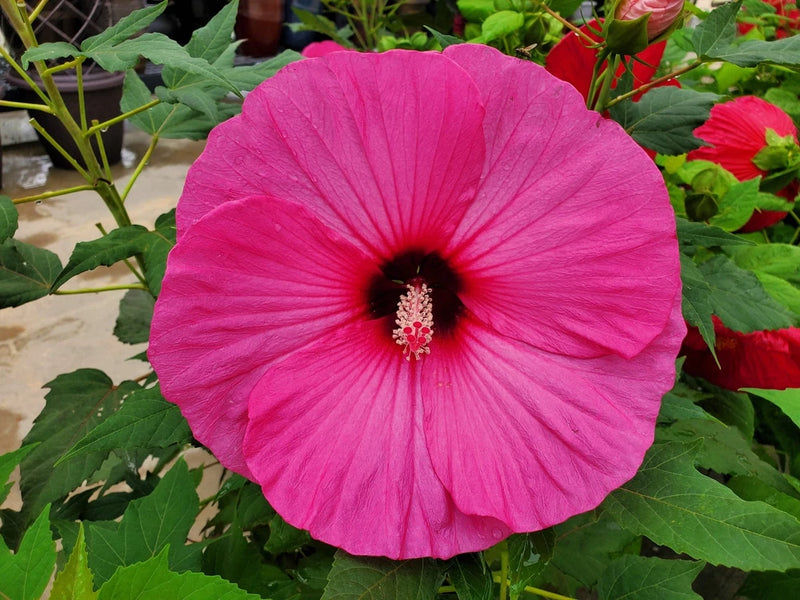 25 HOT PINK HIBISCUS Moscheutos Vintage Grenache Bush Flower Seeds *Comb S/H Flowering Plants