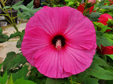 25 HOT PINK HIBISCUS Moscheutos Vintage Grenache Bush Flower Seeds *Comb S/H Flowering Plants