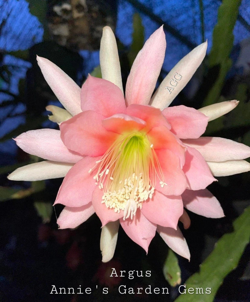 Orchid cactus flower with pink petals and pale stamen, growing in small pot