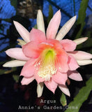 Epiphyllum Argus in 4 inch pots / Orchid Cactus / Well Rooted Orchids