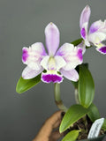 Flared  - (C. Little Dipper x Slc: Katherine Clarkson) - 11581 #2 Orchids