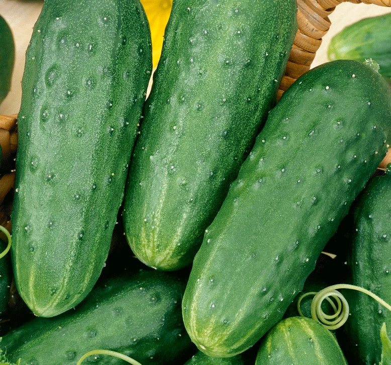 HOMEMADE PICKLES CUCUMBER SEEDS 50+ Vegetable GARDEN pickling FREE SHIPPING Garden Plants