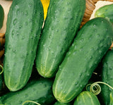 HOMEMADE PICKLES CUCUMBER SEEDS 50+ Vegetable GARDEN pickling FREE SHIPPING Garden Plants