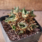 D5167 AGAVE PUMILA PROLIFERA pot9-H7-W8 cm MaMa Cactus Green Plant
