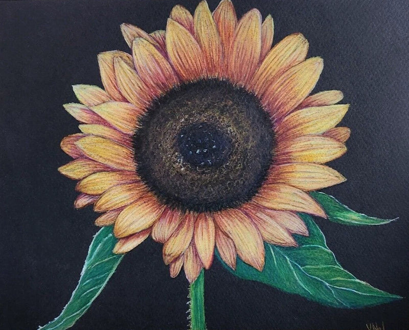 Sunflower colored pencil drawing with detailed petals and dark circular center