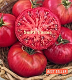 50+ Seeds Medford Tomato Easy Vegetable Garden Planting Edible Garden Plants