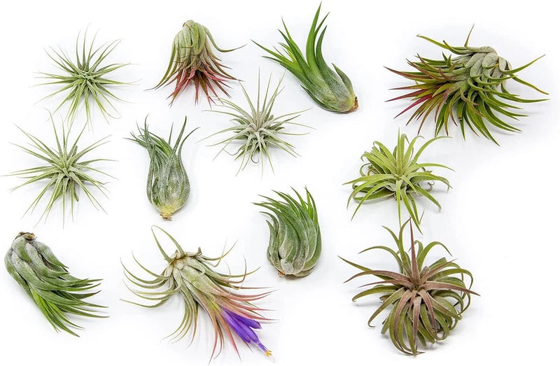 12 Pack Ionantha Air Plants-Wholesale Bulk, Tillandsia, Easy Care Indoor/Outdoor Green Plant