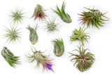 12 Pack Ionantha Air Plants-Wholesale Bulk, Tillandsia, Easy Care Indoor/Outdoor Green Plant