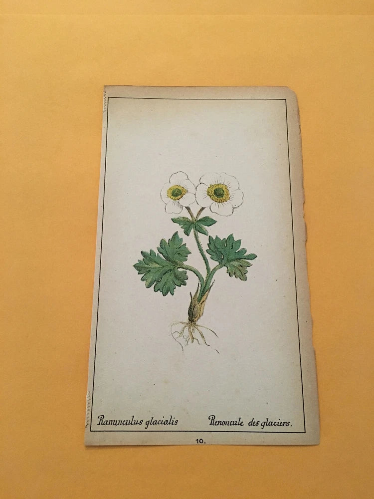 KS) 1878 Botanique Pratique Ranunculus Glacialis Original Flower Colored Print Ranunculus