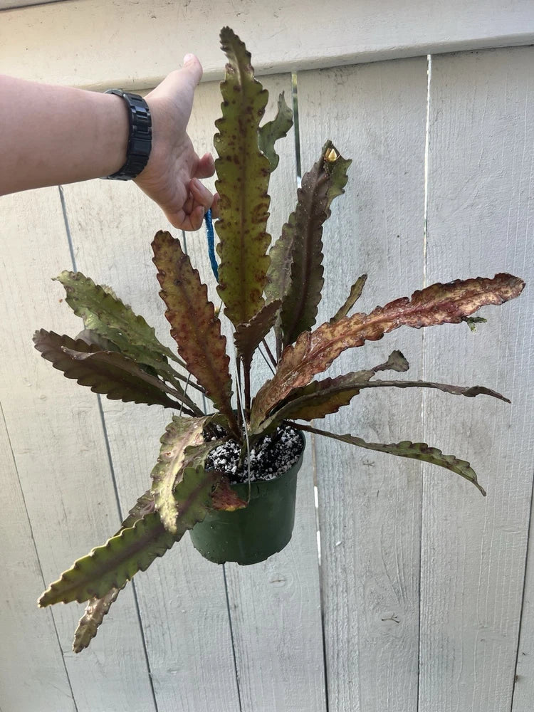Potted epiphyllum orchid plant with green segmented leaves and brown-tipped edges