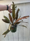 Blooming 100% Guarantee German Empress Epiphyllum Rooted Pot Orchids